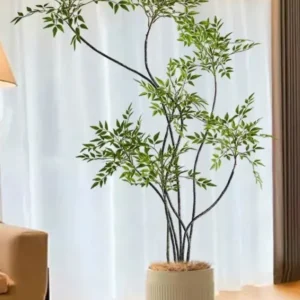 Cây thiên trúc giả
