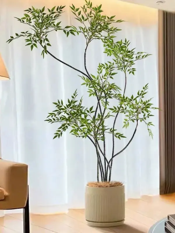 Cây thiên trúc giả