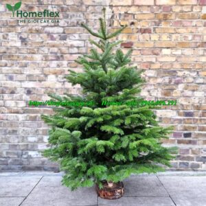 cây thông noel 1m