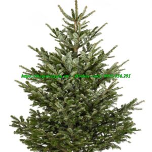 cây thông noel 1m