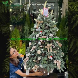 cây thông noel 1m2