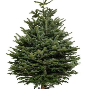 cây thông noel 1m5