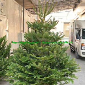 cây thông noel 1m8