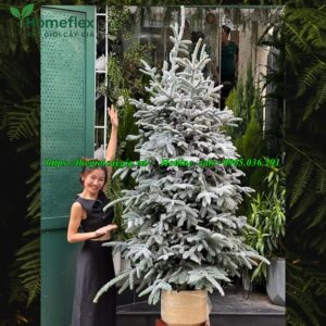 cây thông noel 1m8