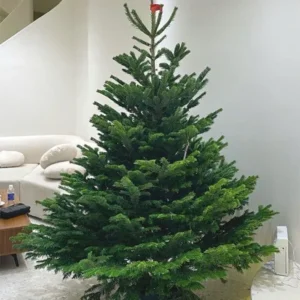 cây thông noel 2m
