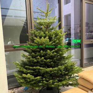 Cây thông noel 2m