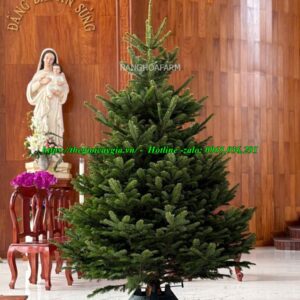 Cây thông noel 2m5