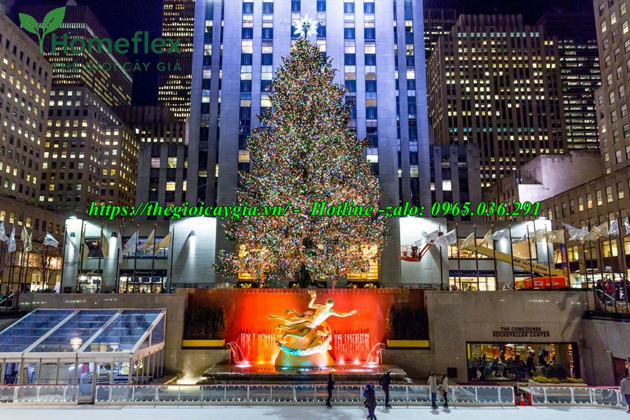 Cây thông noel khổng lồ to, cao nhất thế giới