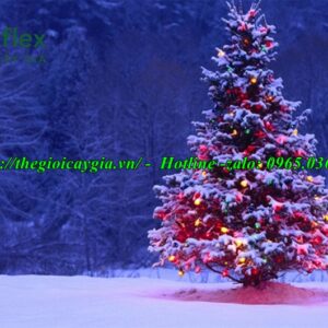 Cây thông noel màu tím