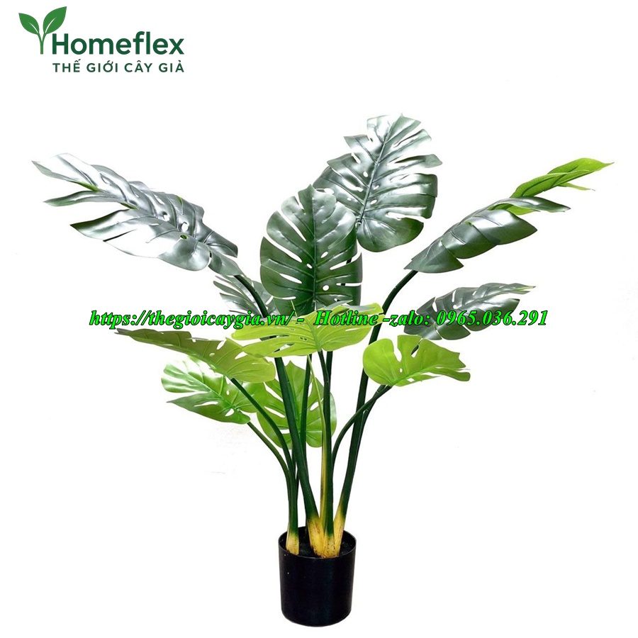 cây trầu bà giả
