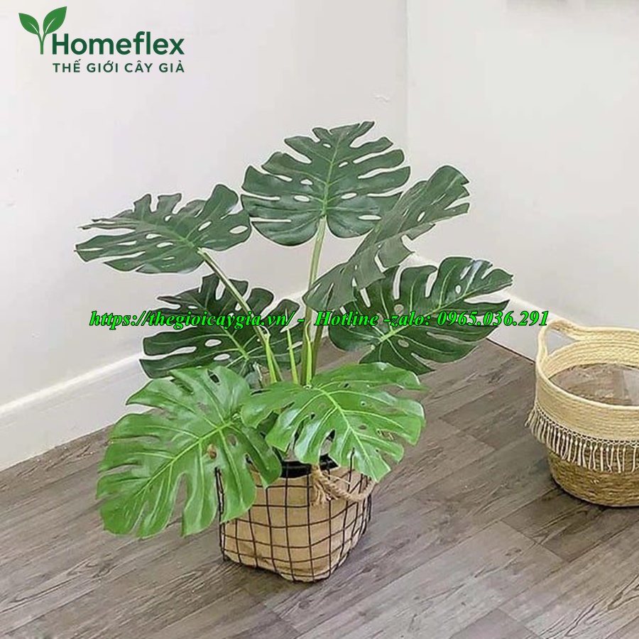 cây trầu bà giả