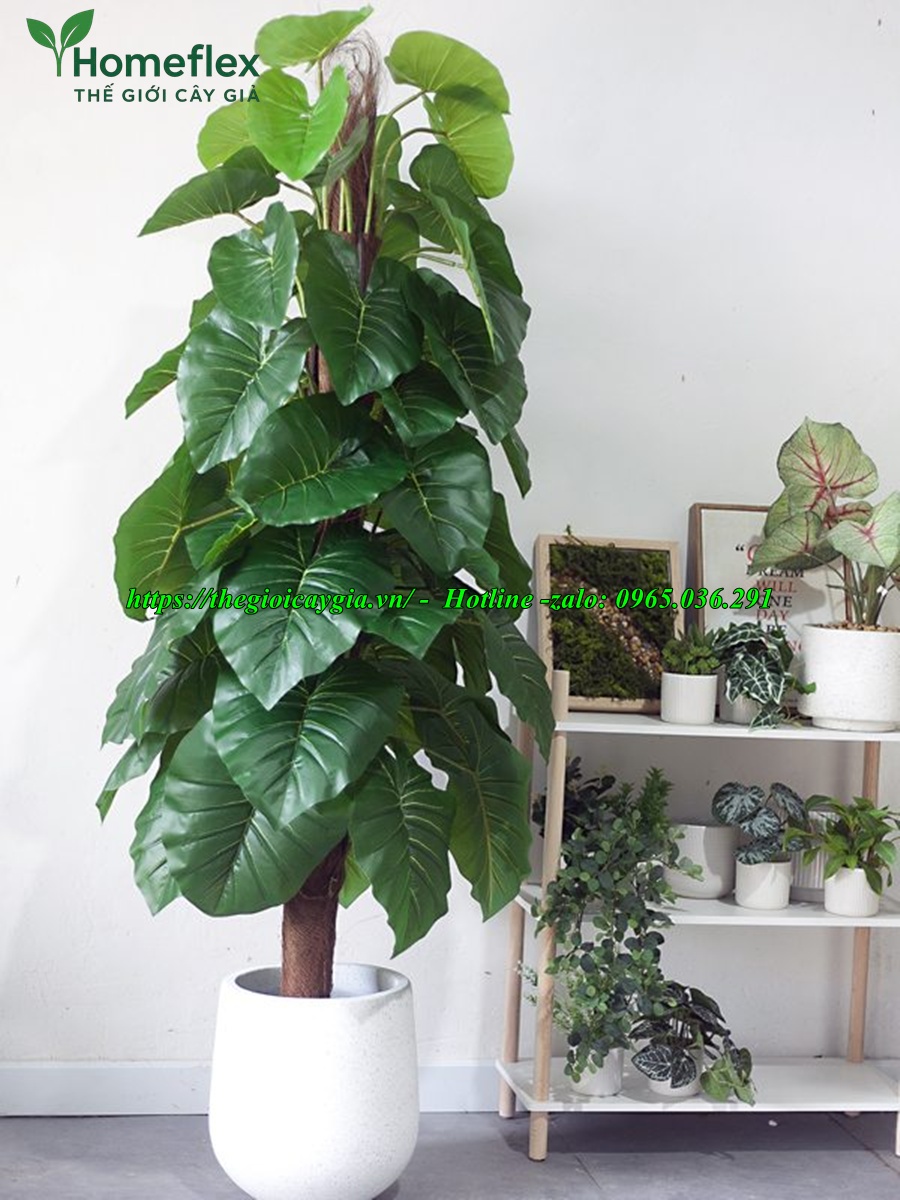 cây trầu bà giả