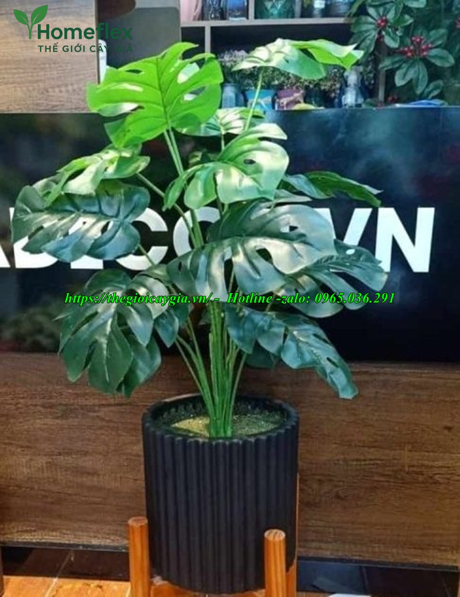 cây trầu bà giả