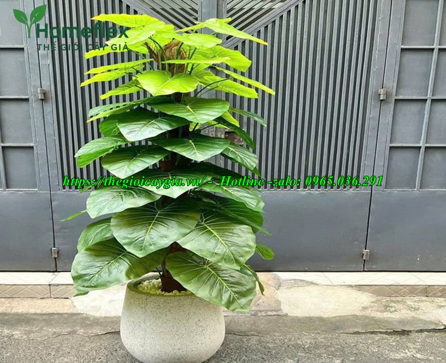 cây trầu bà giả