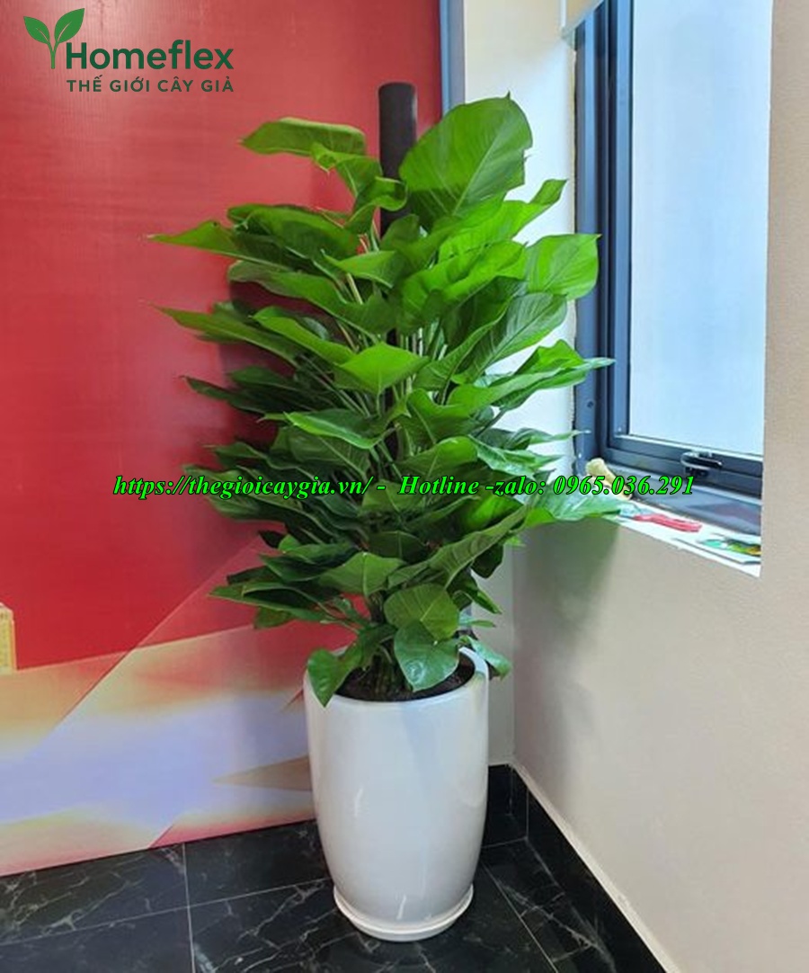 cây trầu bà giả