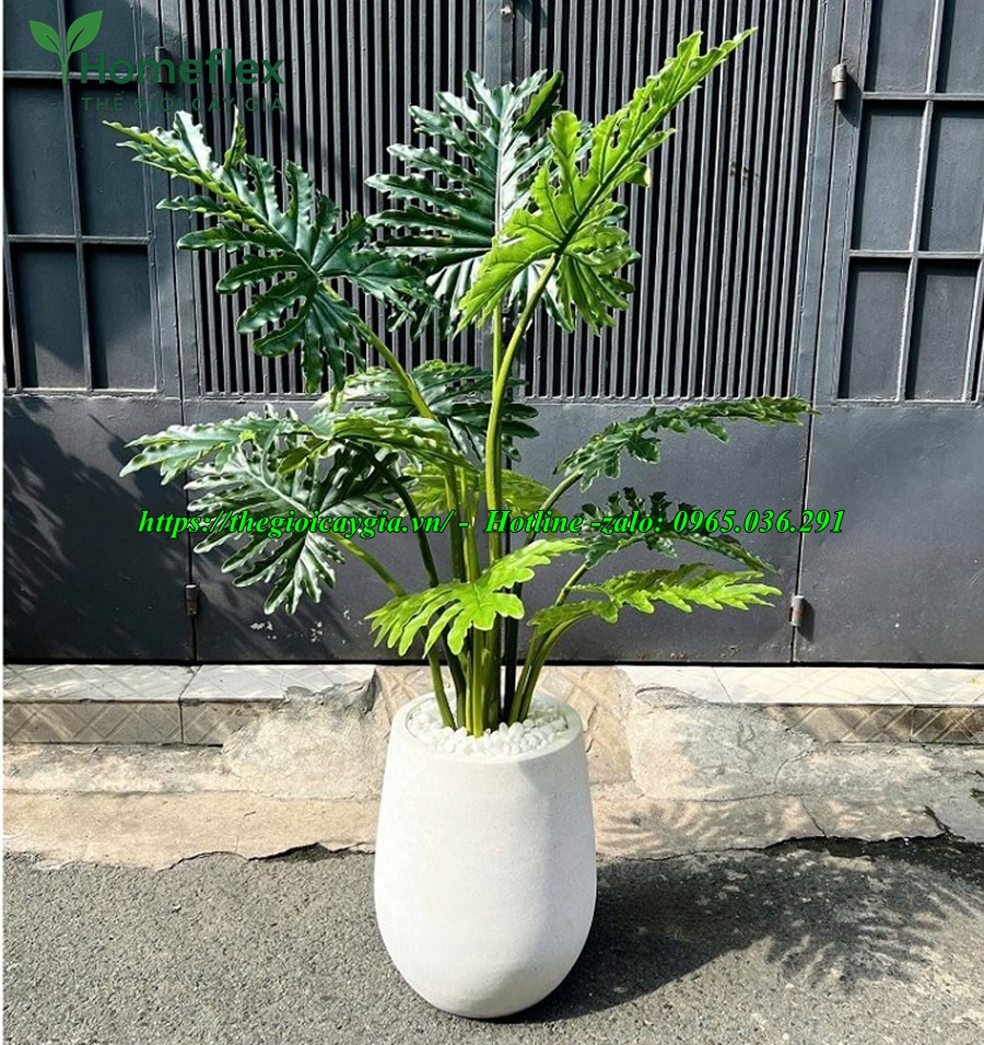 cây trầu bà giả
