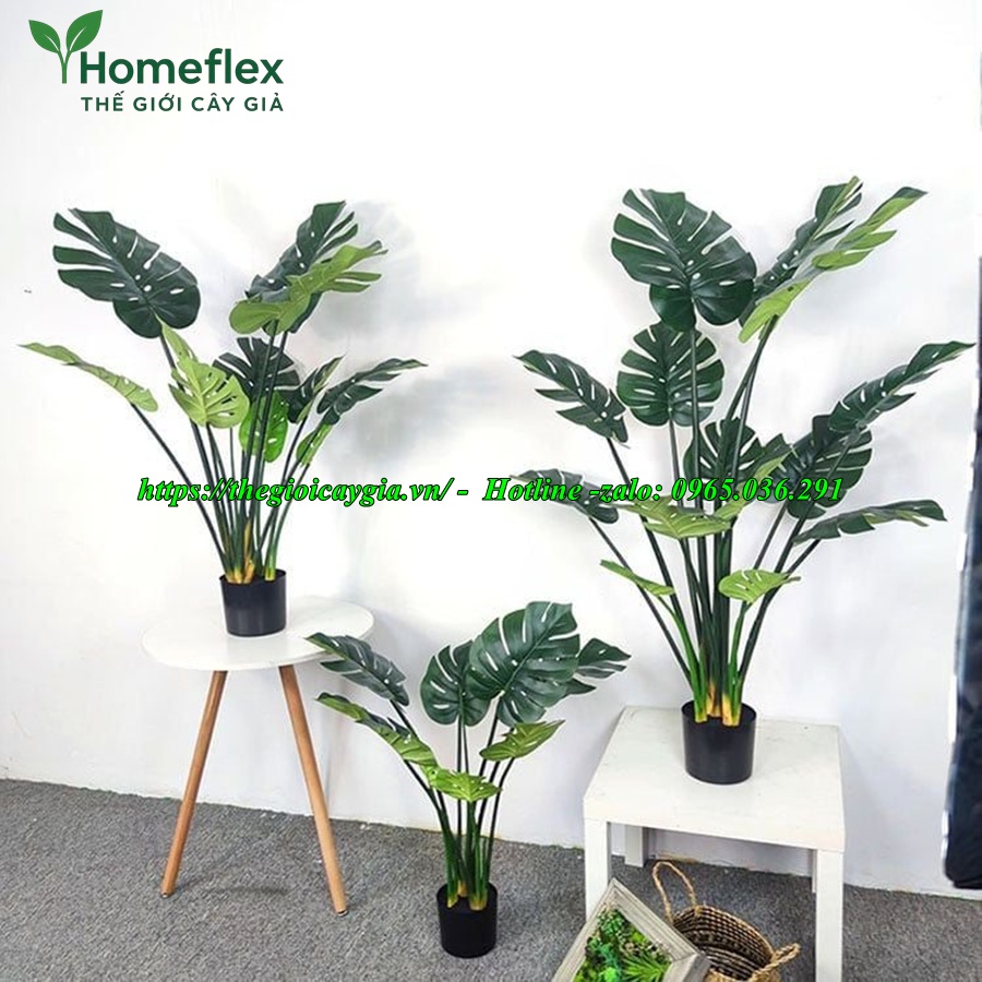 cây trầu bà giả