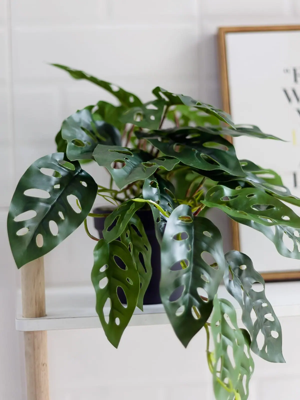 cay trau ba lo de ban.jpg - Chậu cây Monstera Adansonii (trầu bà lá lỗ) giả