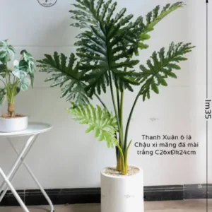 Cây trầu bà thanh xuân giả trang trí phòng khách