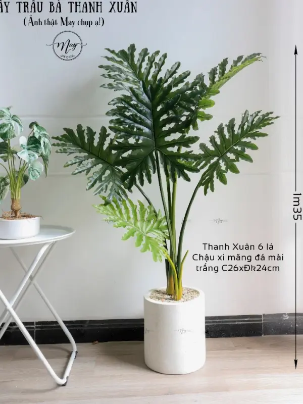 Cây trầu bà thanh xuân giả trang trí phòng khách