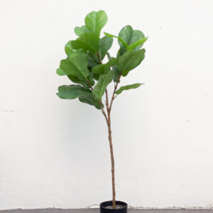 Cây Bàng Singapore Giả 100 cm