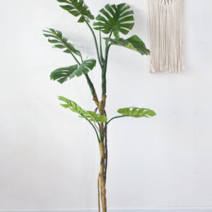 Cây Trầu bà lá xẻ thân gỗ giả 160cm