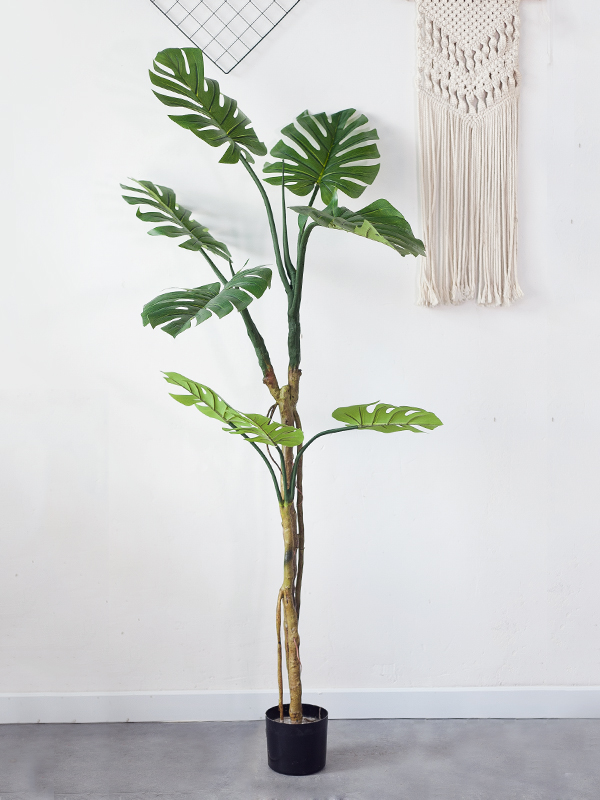 Cây Trầu bà lá xẻ thân gỗ giả 160cm