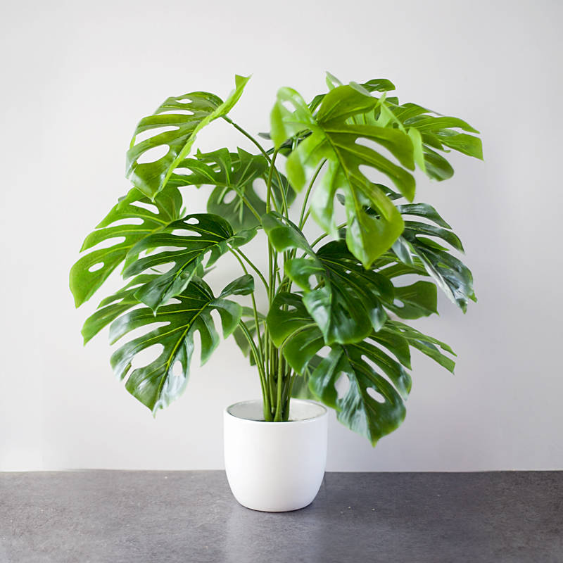 CC126 12 - Cây Monstera Trầu Bà lá xẻ
