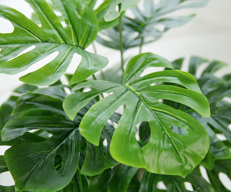 CC126 20 - Cây Monstera Trầu Bà lá xẻ