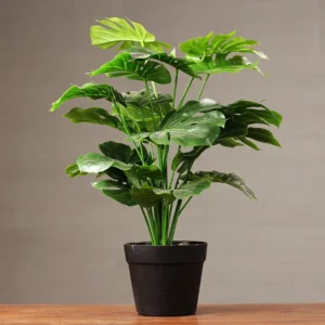 Cây Monstera Trầu Bà lá xẻ