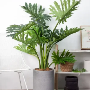 Cây trầu bà thanh xuân giả 120cm