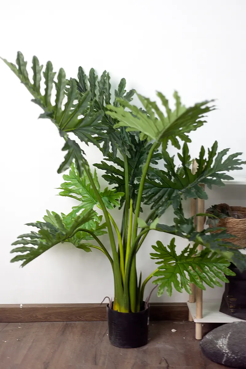 CC137 5.jpg - Cây trầu bà thanh xuân giả 120cm