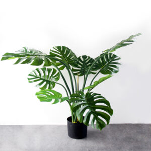 Cây Monstera Trầu Bà Lá Xẻ Thân Mềm Giả