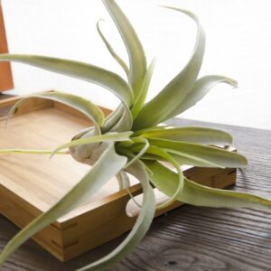 Cây Không Khí Nữ Hoàng Giả