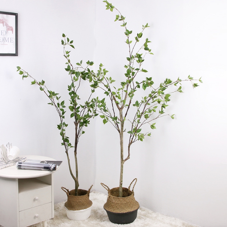 CC19 2 2 - Cây Khuynh Diệp 160cm CC19 2 2 - Cây Khuynh Diệp 160cm