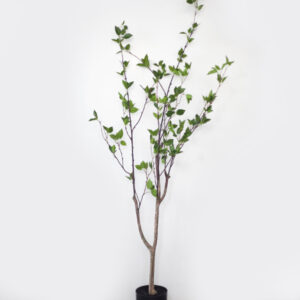 Cây Khuynh Diệp 160cm