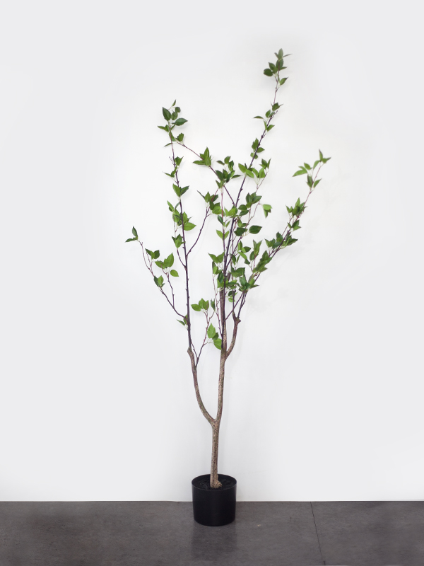 Cây Khuynh Diệp 160cm