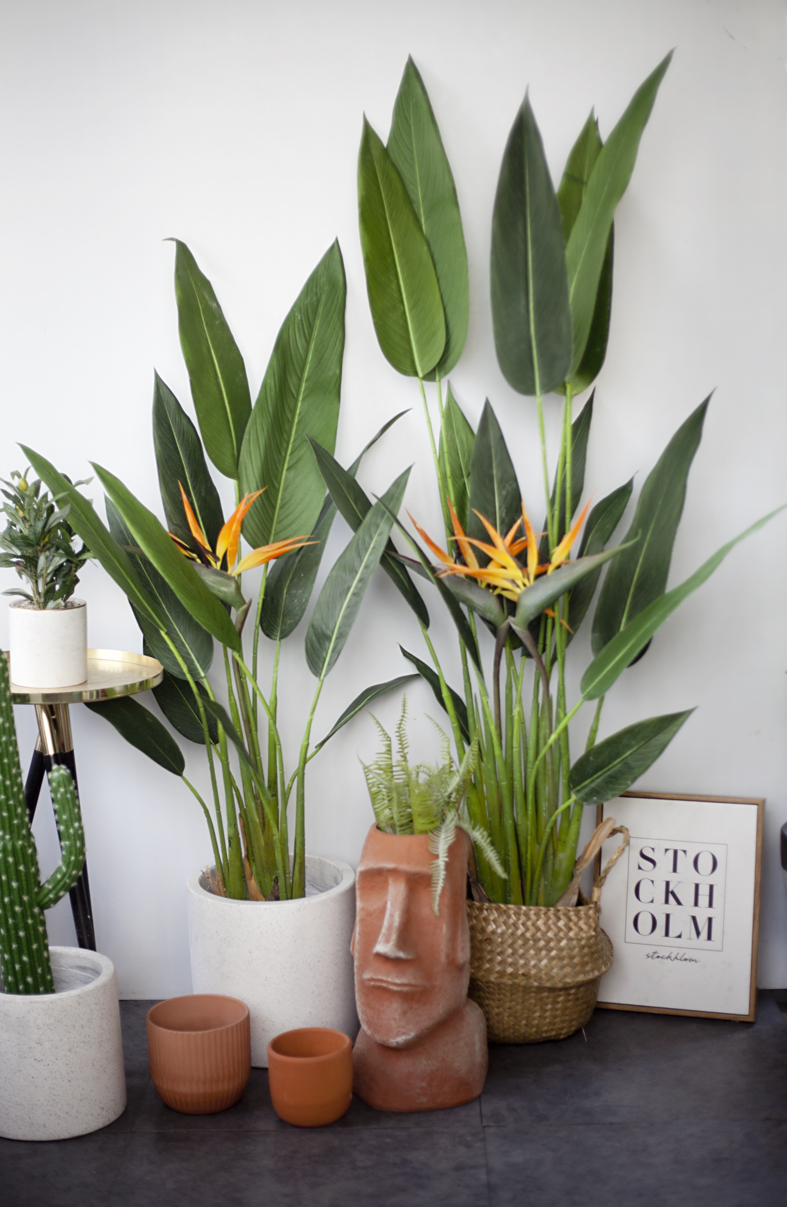 CC208 3 - Cây Chuối Thiên Điểu Giả 120cm