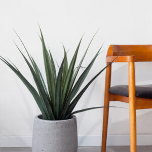 Cây dứa giả 70cm