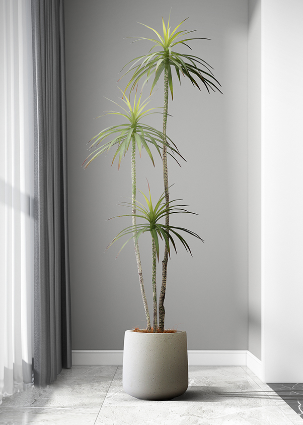 CC256 6 - Cây thùa lá hẹp giả 175cm