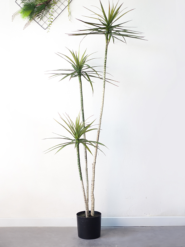 CC256 7 - Cây thùa lá hẹp giả 175cm