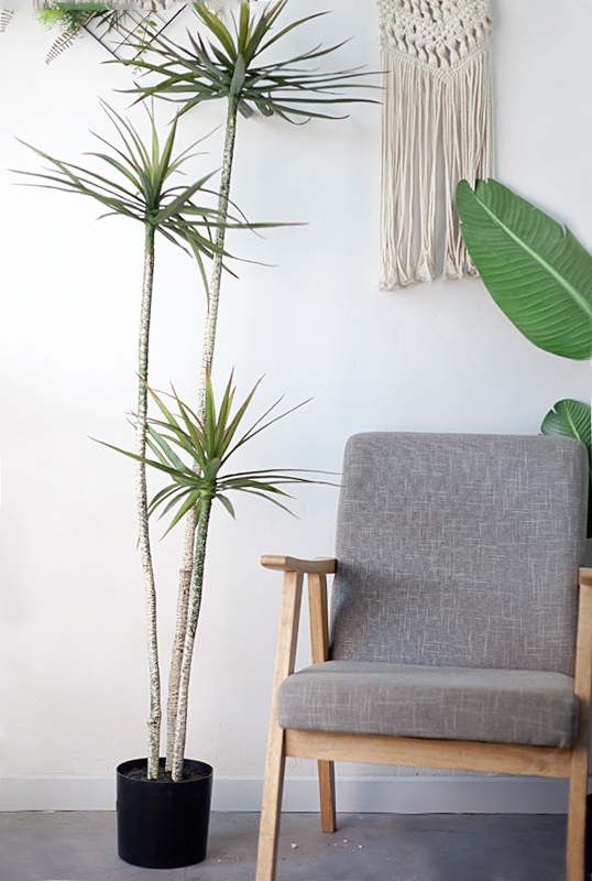 CC256 8 - Cây thùa lá hẹp giả 175cm