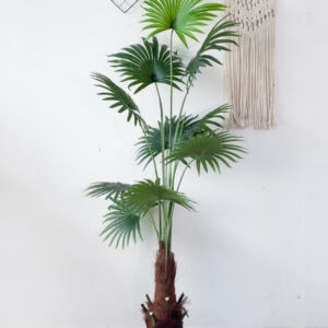 Cây Cọ Giả 175cm