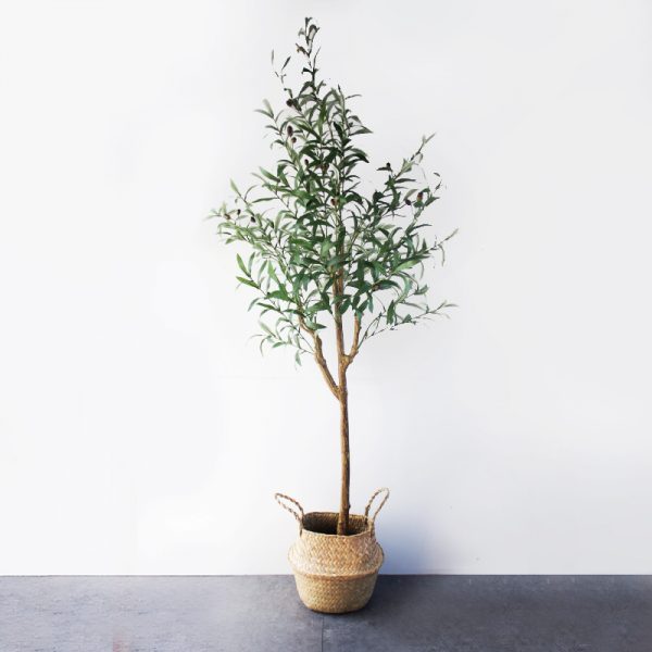 Cây Oliu Thân Nhỏ Giả 160 cm