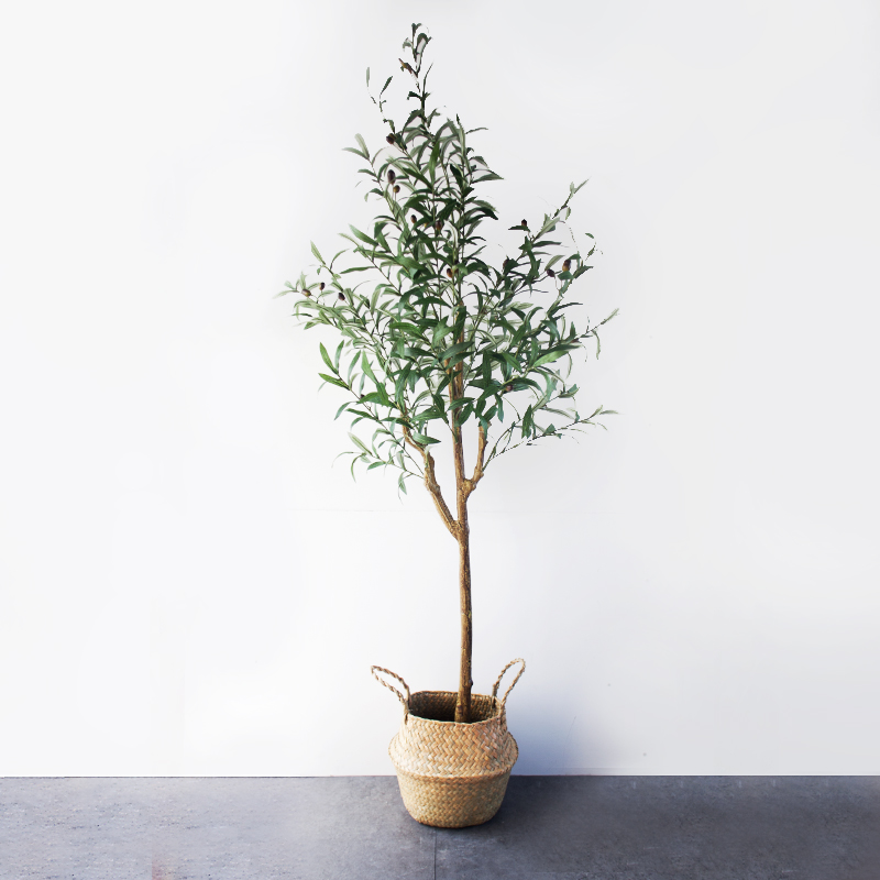 CC30 2 2 - Cây Oliu Thân Nhỏ Giả 160 cm CC30 2 2 - Cây Oliu Thân Nhỏ Giả 160 cm