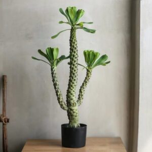 Cây Xương Rồng Ngọc Lân Giả