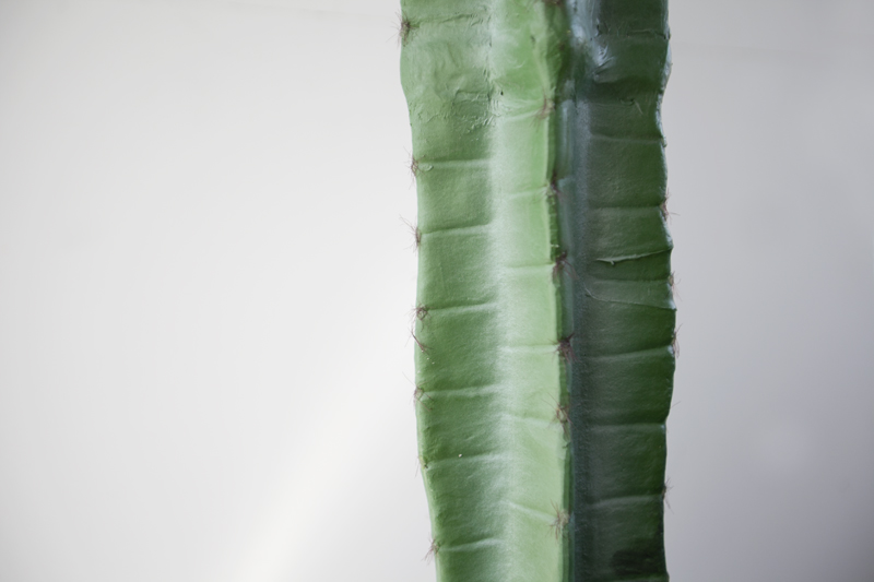 CC372 2 1 - Cây xương rồng ba cạnh một nhánh giả