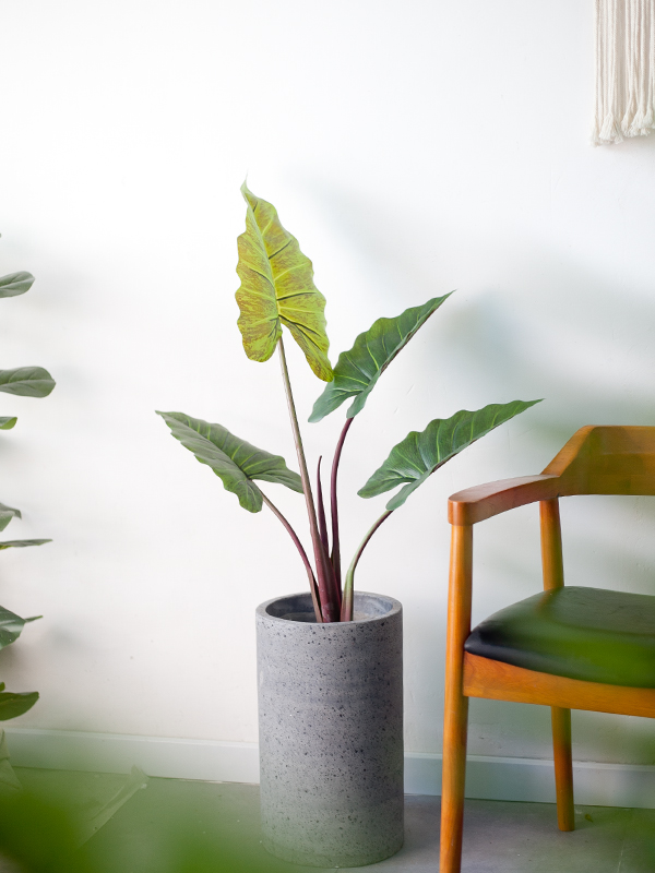 CC457 5 - Cây Ráy Giả - 70cm trang trí nội thất