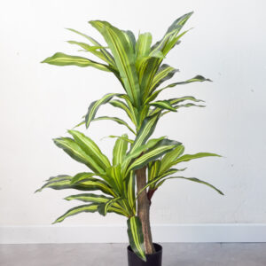 Cây phát tài giả 100 cm