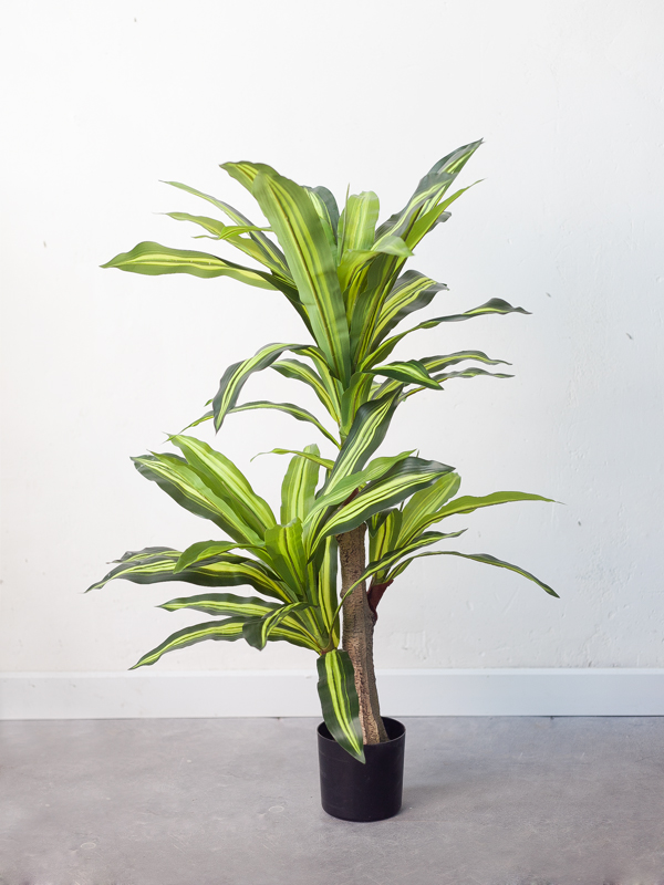 Cây phát tài giả 100 cm